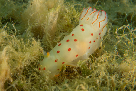 Nudibranch Sea Slug in the Red Sea, Colorful and beautiful, Eilat, Israelの写真素材