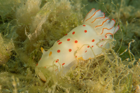 Nudibranch Sea Slug in the Red Sea, Colorful and beautiful, Eilat, Israelの写真素材
