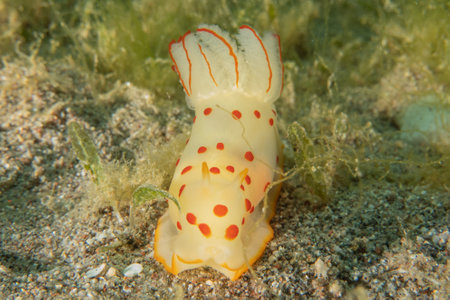 Nudibranch Sea Slug in the Red Sea, Colorful and beautiful, Eilat, Israelの写真素材