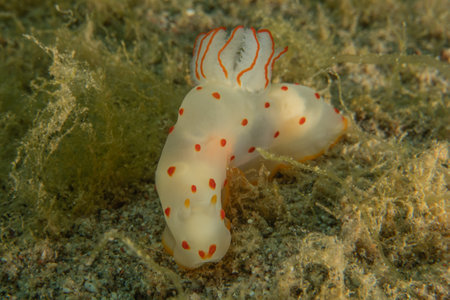 Nudibranch Sea Slug, Colorful and beautifulの写真素材