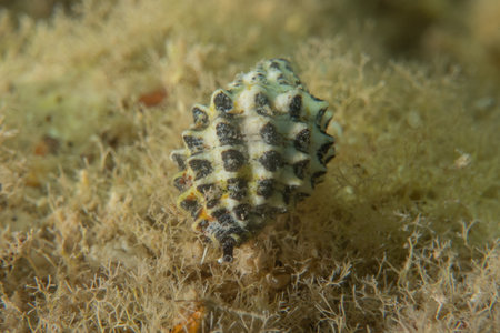 Nudibranch Sea Slug in the Red Sea, Colorful and beautiful, Eilat, Israelの写真素材