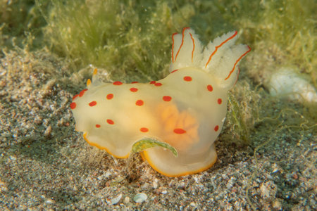 Nudibranch Sea Slug, Colorful and beautifulの写真素材