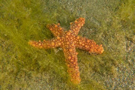 Starfish on the seabed in the Red Sea, Eilat, Israelの写真素材