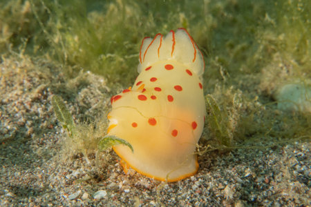 Nudibranch Sea Slug, Colorful and beautifulの写真素材
