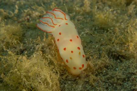 Nudibranch Sea Slug, Colorful and beautifulの写真素材
