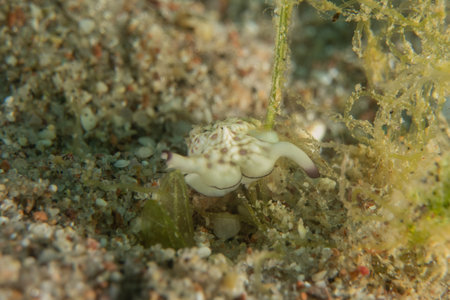 Nudibranch Sea Slug in the Red Sea, Colorful and beautiful, Eilat, Israelの写真素材