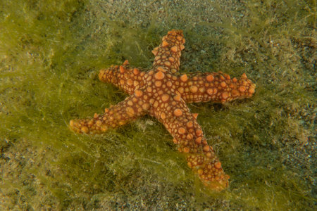 Starfish on the seabed in the Red Sea, Eilat, Israelの写真素材