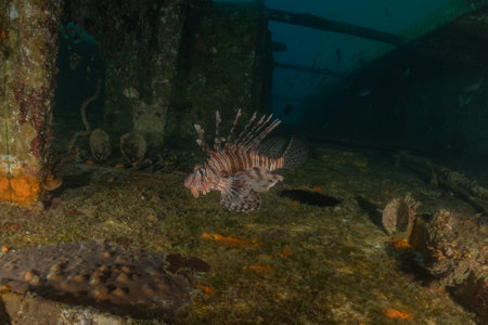 Fish on a shipwreckの写真素材