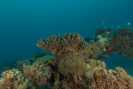 Coral reef and fish in the Red Sea, Eilat Israelの写真素材