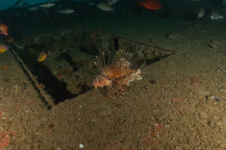 Lionfish (Pterois miles) in the Red Sea, colorful fish, Eilat, Israelの写真素材