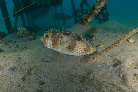Pufferfish on a wreck in the Red Sea, Eilat, Israelの写真素材