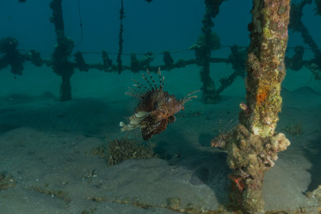 Red lionfish (Pterois miles) on a ship wreckの写真素材