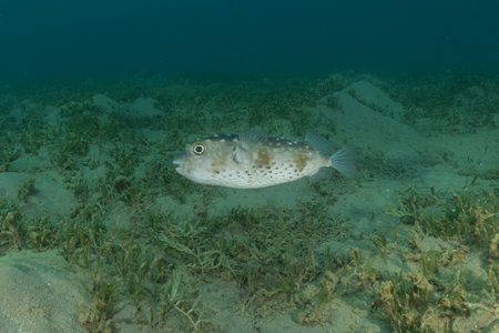 Boxfish (Pufferfish) on the seabed underwaterの写真素材