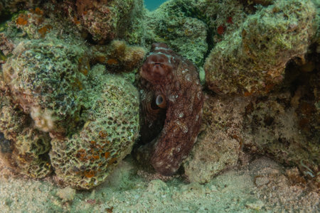 Common octopus (Octopus vulgaris) in the Red Seaの写真素材