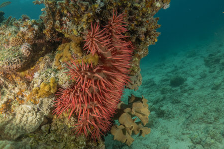 Red sea anemone on the coral reef in the Red Seaの写真素材
