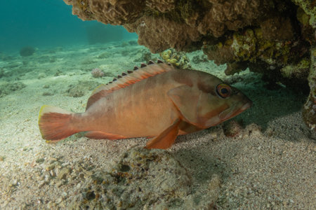 Coral fish in the Red Sea. Egypt, Sharm El Sheikhの写真素材