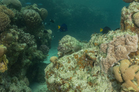 Coral Grouper fish on a coral reef in the Red Sea