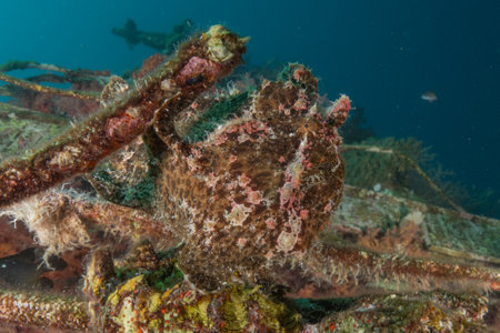 Frog fish in the Red Sea, Colorful and beautiful, Eila,t Israelの写真素材
