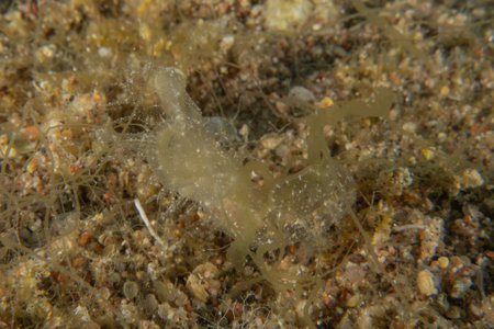 Ghost fish swimming in the Red Sea, colorful fish, Eilatの写真素材