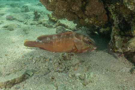 Grouper on the coral reef in the Red Seaの写真素材