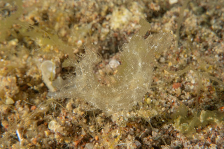 Ghost fish swimming in the Red Sea, colorful fish, Eilat, Israelの写真素材
