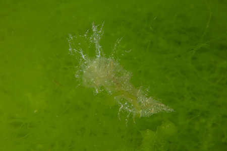 Ghost fish swimming in the Red Sea, colorful fish, Eilat, Israelの写真素材