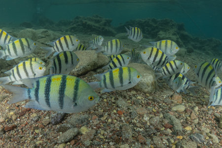 School of tropical fish on the coral reef.の写真素材