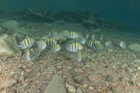 Fish swim in the Red Sea, colorful fish, Eilat Israelの写真素材