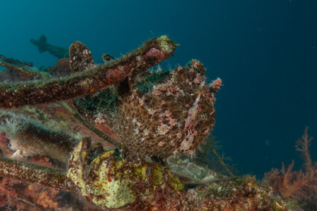Frog fish in the Red Sea, Colorful and beautifulの写真素材