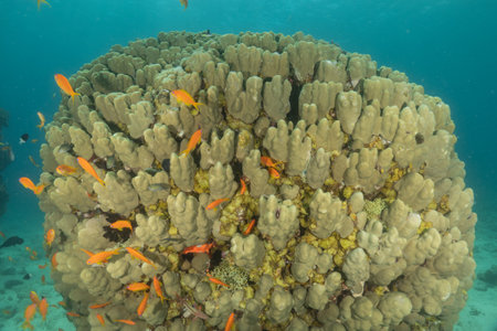 Coral reef and water plants in the Red Sea, Eilat, Israelの写真素材