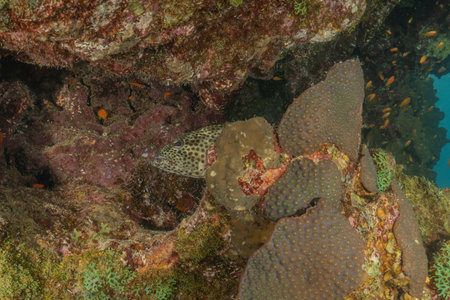 Grouper on a coral reef in the Red Sea