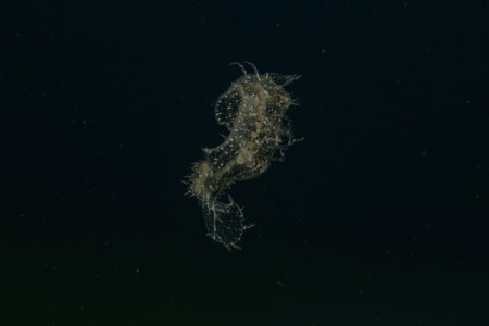 Ghost fish swimming in the Red Sea, colorful fishの写真素材