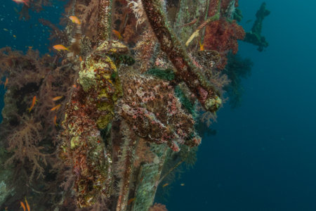 Frog fish in the Red Sea, Colorful and beautifulの写真素材