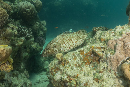 Coral Grouper fish on a coral reef in the Red Seaの写真素材