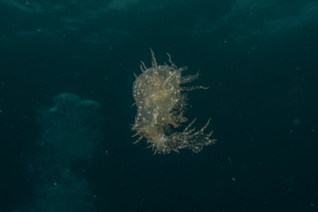Ghost fish swimming in the Red Sea, Eilat, Israelの写真素材