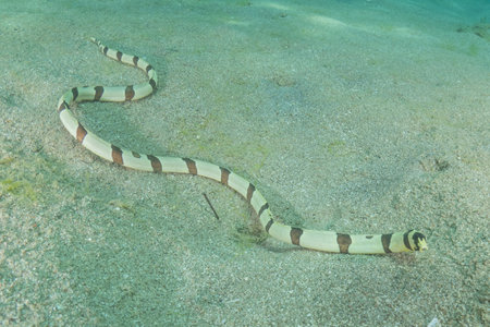 striped sea krait (Aelastoma purpurea) in the Red Sea, Eilat, Israelの写真素材