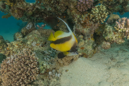 Fish swim in the Red Sea, colorful fish, Eilat Israelの写真素材