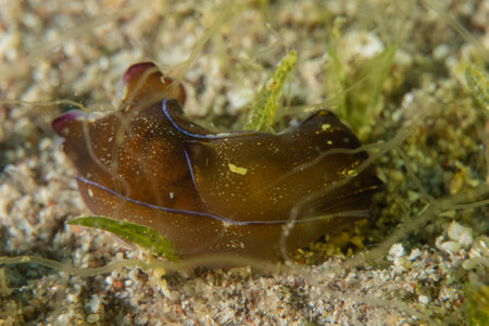Nudibranch Sea Slug, Colorful and beautifulの写真素材