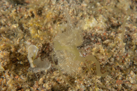 Ghost fish swimming in the Red Sea, colorful fish, Eilat, Israelの写真素材