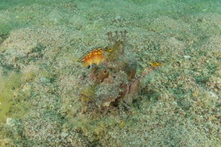 Lionfish (Pterois miles) in the Red Sea, colorful fish, Eilat, Israelの写真素材