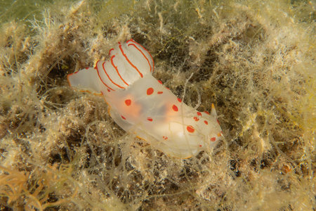 Nudibranch Sea Slug in the Red Sea, Colorful and beautiful, Eilat, Israelの写真素材