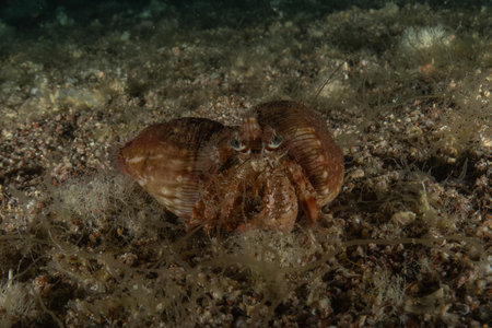 Hermit Crab in the Red Sea, Colorful and beautiful, Eilat, Israelの写真素材