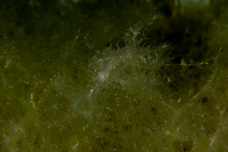 Ghost fish swimming in the Red Sea, Eilat, Israelの写真素材