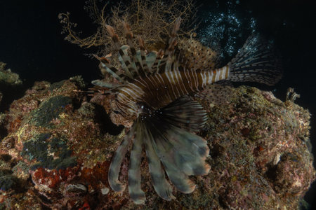 Lionfish on a coral reefの写真素材