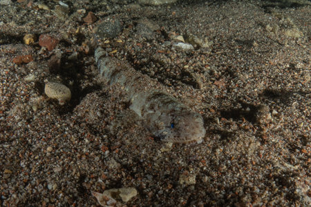 Sea cucumber in the Red Sea, Colorful and beautifulの写真素材