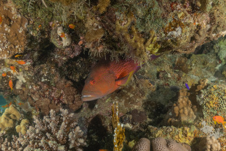 Fish swim in the Red Sea, colorful fish, Eilat Israelの写真素材