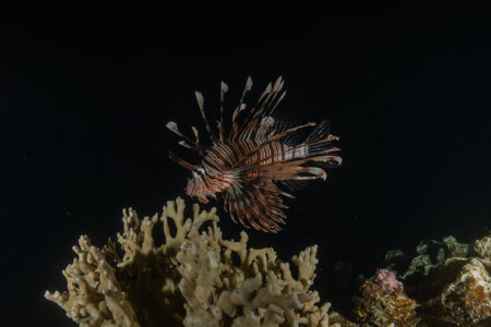 Lion fish in the Red Sea, Eilat Israel.の写真素材