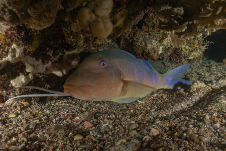 Fish swim in the Red Sea, colorful fish, Eilat Israelの写真素材