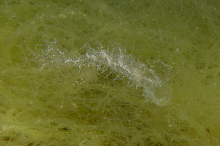 Ghost fish swimming in the Red Sea, colorful fish, Eilat, Israelの写真素材