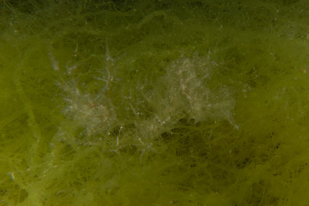 Ghost fish swimming in the Red Sea, colorful fish, Eilat, Israelの写真素材
